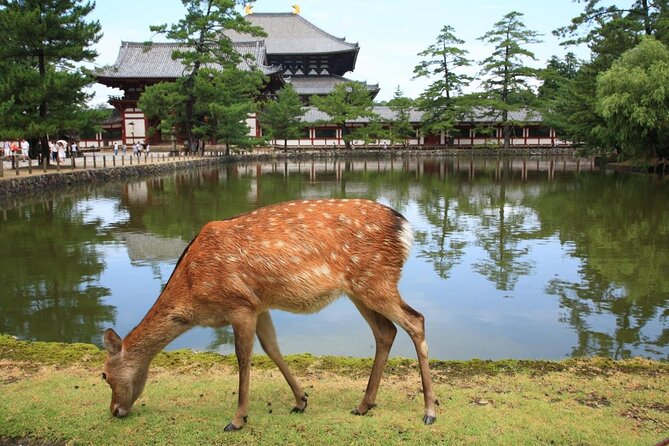 Ancient Capital Tour: Kyoto and Nara Highlights from Kyoto/Osaka - Price and value: what $90.75 buys you