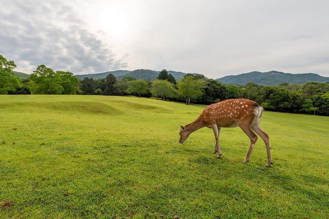 From Osaka/Kyoto: Kyoto & Nara Day Trip with Optional Lunch - Morning setup in Osaka or Kyoto: meeting points and timing