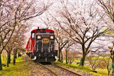 From Osaka: Kyoto, Nara, Fushimi Inari & Arashiyama Day Tour - Nara Park Deer Feeding: The Best Kind of Chaos