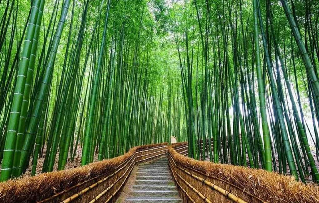 From Osaka: Kyoto, Nara, Fushimi Inari & Arashiyama Day Tour - Price and Value for $56: What’s Included vs. What Costs Extra