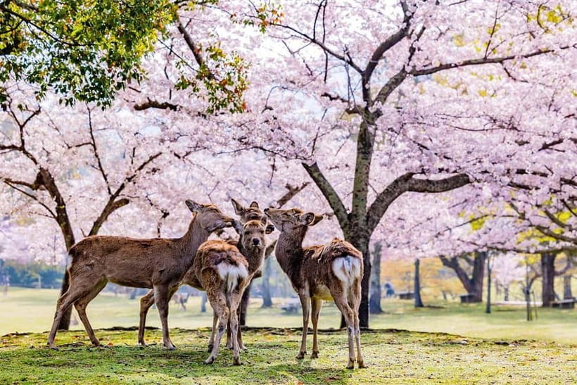 From Osaka: Nara Deer & Kyoto Kiyomizudera Sightseeing Tour - Driver-Guided Day Trip: What You’re Really Buying for $69