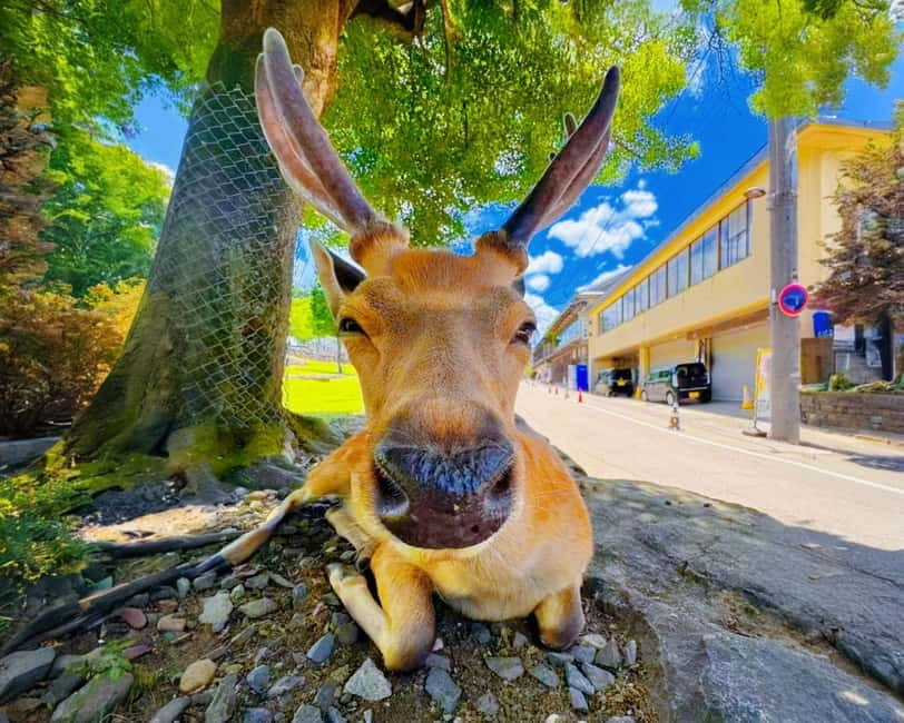 From Osaka: Nara Deer & Kyoto Kiyomizudera Sightseeing Tour - Meeting, Pickup, and Staying With the Group (So the Day Doesn’t Drift)