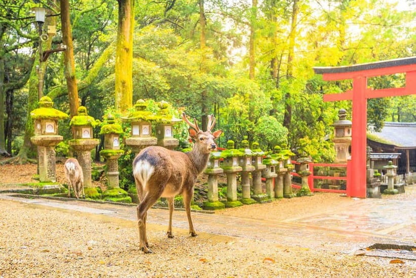 From Osaka: Nara Deer & Kyoto Kiyomizudera Sightseeing Tour - Kiyomizudera UNESCO Visit: Why the 3.5 Hours Matters