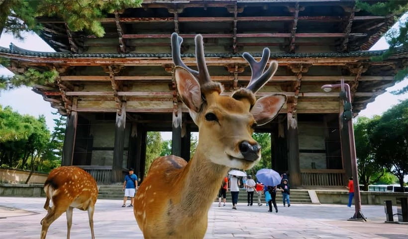 From Osaka: Nara Deer & Kyoto Kiyomizudera Sightseeing Tour - Returning Toward Osaka and Shinsaibashi-suji’s Shopping Street