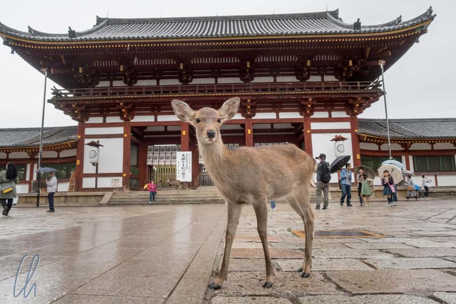 From Osaka: Nara, Kiyomizu-dera & Fushimi Inari Trip - Key things to know before you go