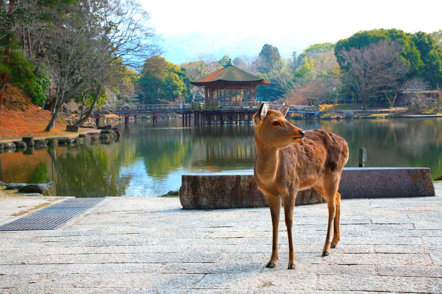 From Osaka: Nara, Kiyomizu-dera & Fushimi Inari Trip - Osaka Mode Gakuen start: how the day kicks off