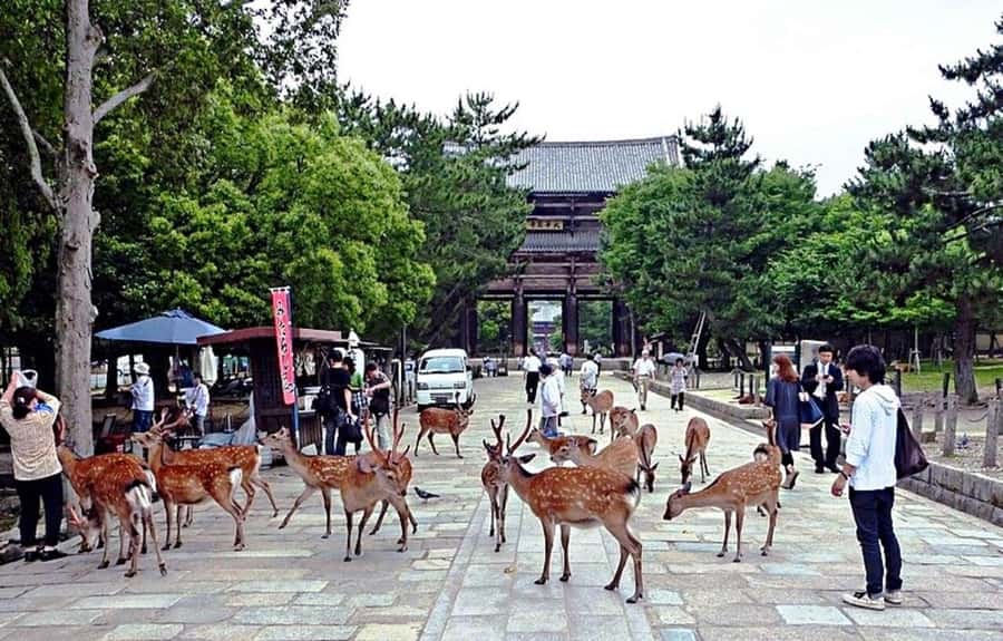 From Osaka: Nara, Kiyomizu-dera & Fushimi Inari Trip - Kiyomizu-dera and Otowa Waterfall: UNESCO views with a spiritual twist
