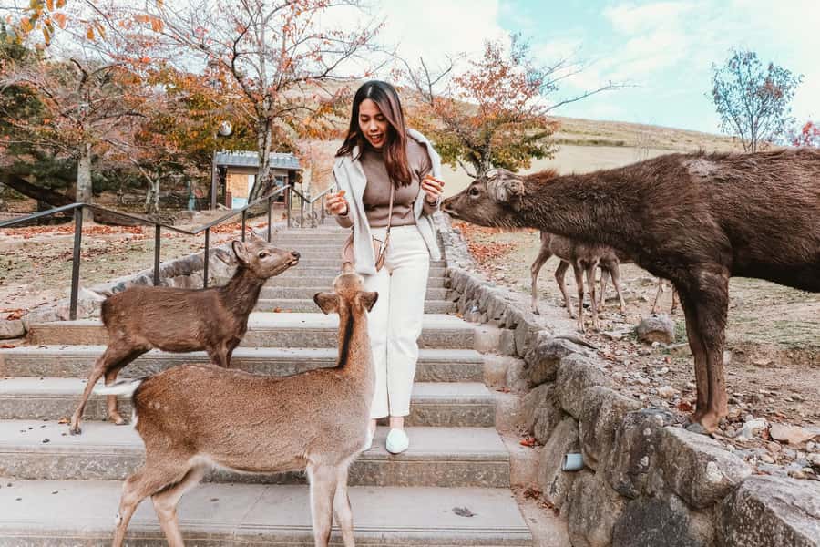From Osaka: Nara, Kiyomizu-dera & Fushimi Inari Trip - Nara Park deer time: what the deer really add to the visit