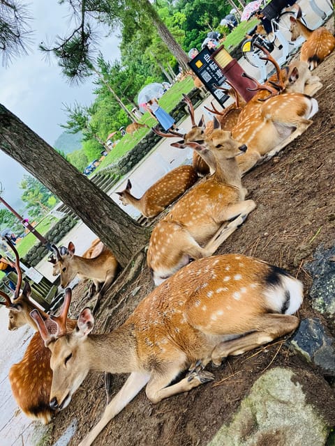 From Osaka: Nara Private Tour with Meet-Up at Your Hotel - Kōfuku-ji: UNESCO temples and a pagoda you can’t miss