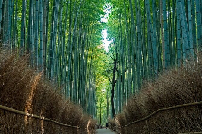 From Osaka or Kyoto: Kyoto and Nara 1-Day Bus Tour - Price and what you actually get for it
