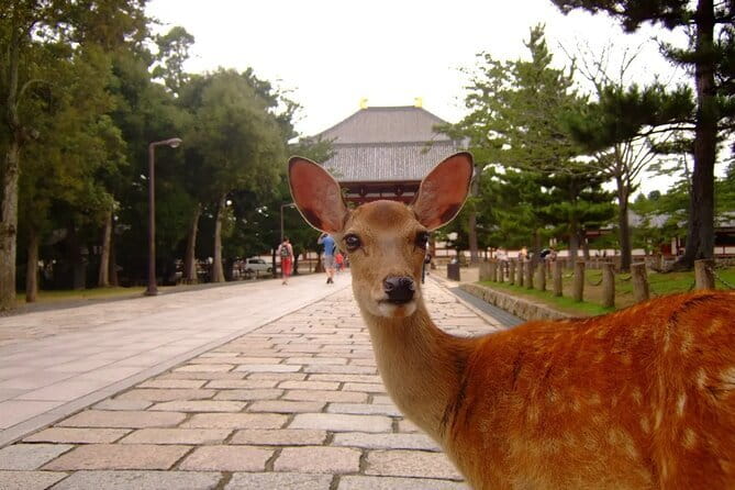 From Osaka or Kyoto: Kyoto and Nara 1-Day Bus Tour - Fushimi Inari-taisha’s torii gates: iconic photos, but control your pace