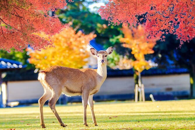 Kyoto and Nara UNESCO Highlights Full-day Tour From Osaka - Price and Value: Why $62.75 Can Add Up Fast or Save You