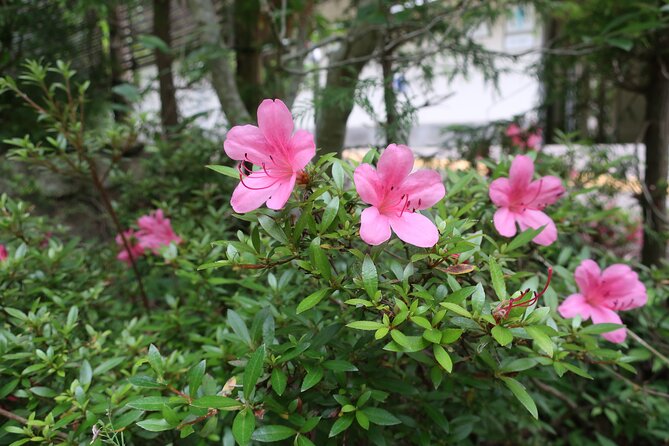 Minoh Waterfall and nature walk through the Minoh Park - Minoh Waterfall: 30 minutes to hear it, feel it, and cool down