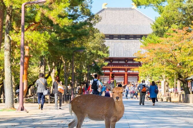 Osaka & Kyoto & Nara Top Hightlights English Speaking Tour - Stop 2: Fushimi Inari and the Senbon Torii walk
