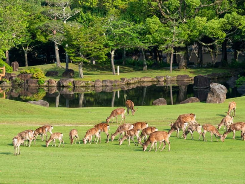 Osaka: Kyoto & Nara & Uji Historical and Scenic One-Day Tour - Getting Around: Van Comfort, Moderate Walking, and Real Time Limits