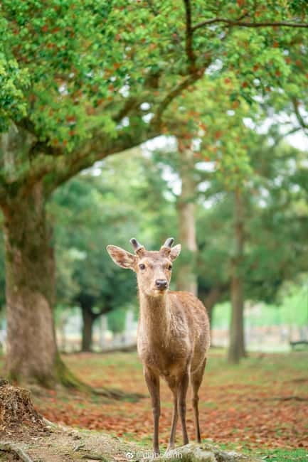 Osaka: Kyoto & Nara & Uji Historical and Scenic One-Day Tour - Uji River and Matcha Culture: Where the Day Slows Down
