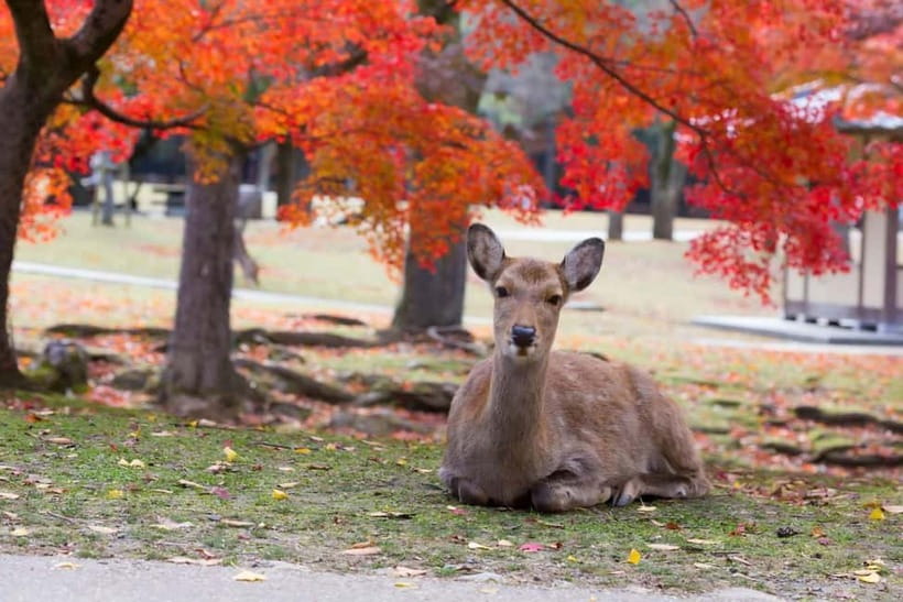 Osaka: Kyoto & Nara & Uji Historical and Scenic One-Day Tour - Fushimi Inari Taisha: Torii Gates, Photo Timing, and a Serious Walk