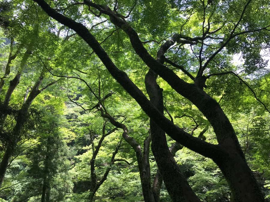 Osaka: Mino Forest Walk and Giant Waterfall with Local Lunch - Return route and how the pace stays friendly