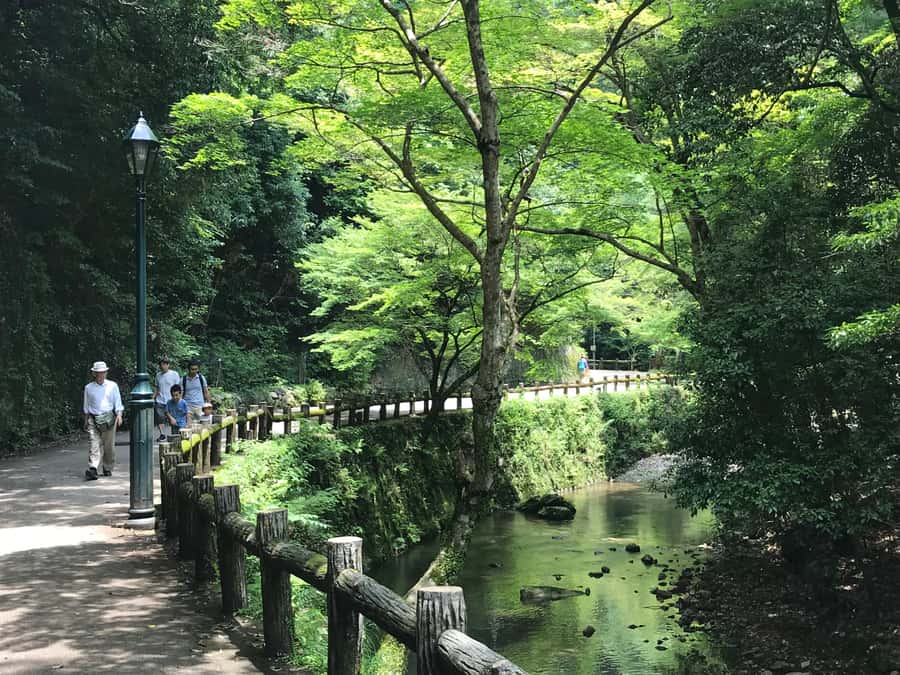 Osaka: Mino Forest Walk and Giant Waterfall with Local Lunch - Price and value: what $79 buys you in a day