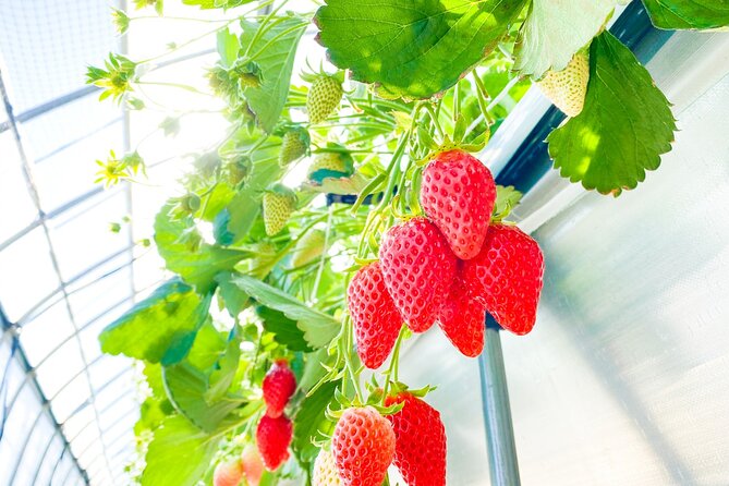 Play with Snow Crab Buffet Lunch and Strawberry Picking Bus Tour - Who this tour fits (and who might prefer something else)