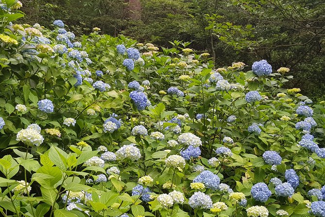 Private Car Day Trip to the Kobe Mountains, Gardens and Hot Springs from Osaka - Arima Onsen: Two Hours to Soak and Reset